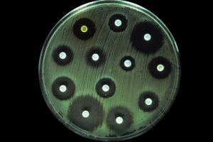 Resim: Petri kabındaki antibiyotik diskleri, etraflarında kalan koyu renk üreme olmamış alanların çapı etkinliği göstermektedir (Kaynak http://i4.mirror.co.uk/incoming/article4937482.ece/ALTERNATES/s615/Petri-dish-with-a-bacterial-culture-and-numerous-antibiotic-disks-with-zones-of-inhibition.jpg).